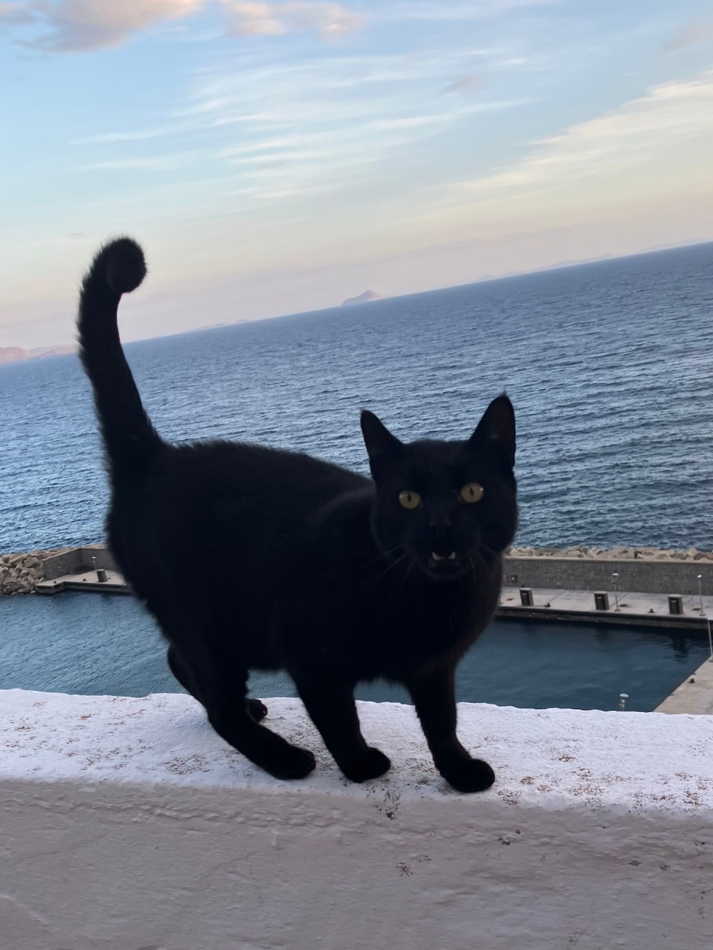 Protected: Türkiye & Greece are basically one big gorgeous cat&nbsp;cafe